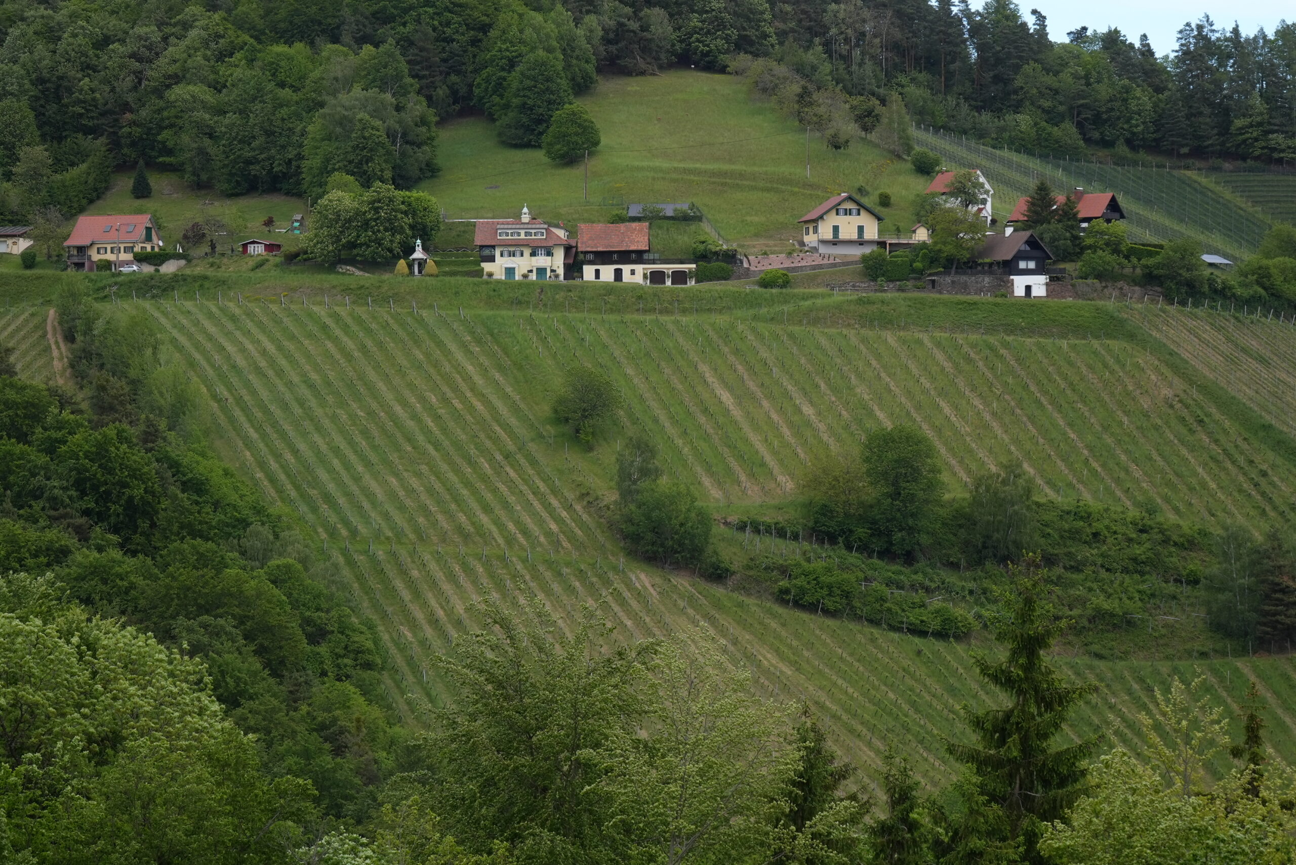 Weinberg im Sausal